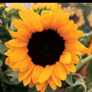 Meet your Posher, Diane